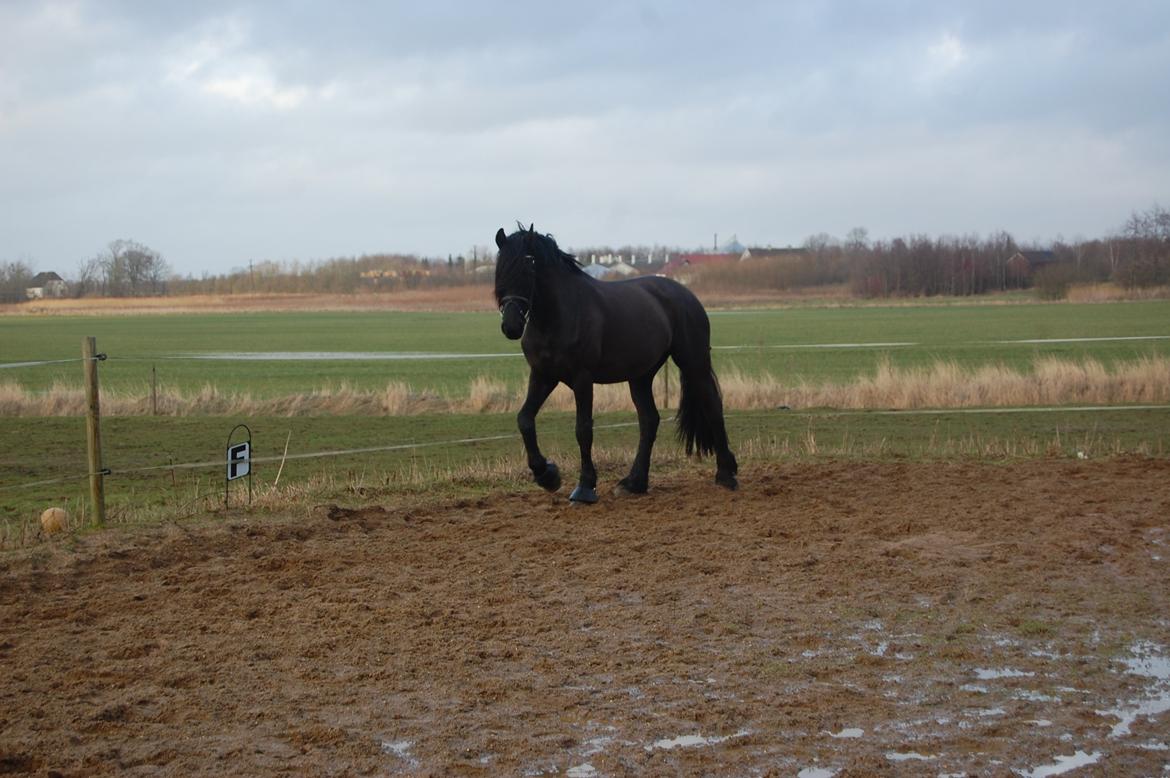 Frieser harmen billede 7