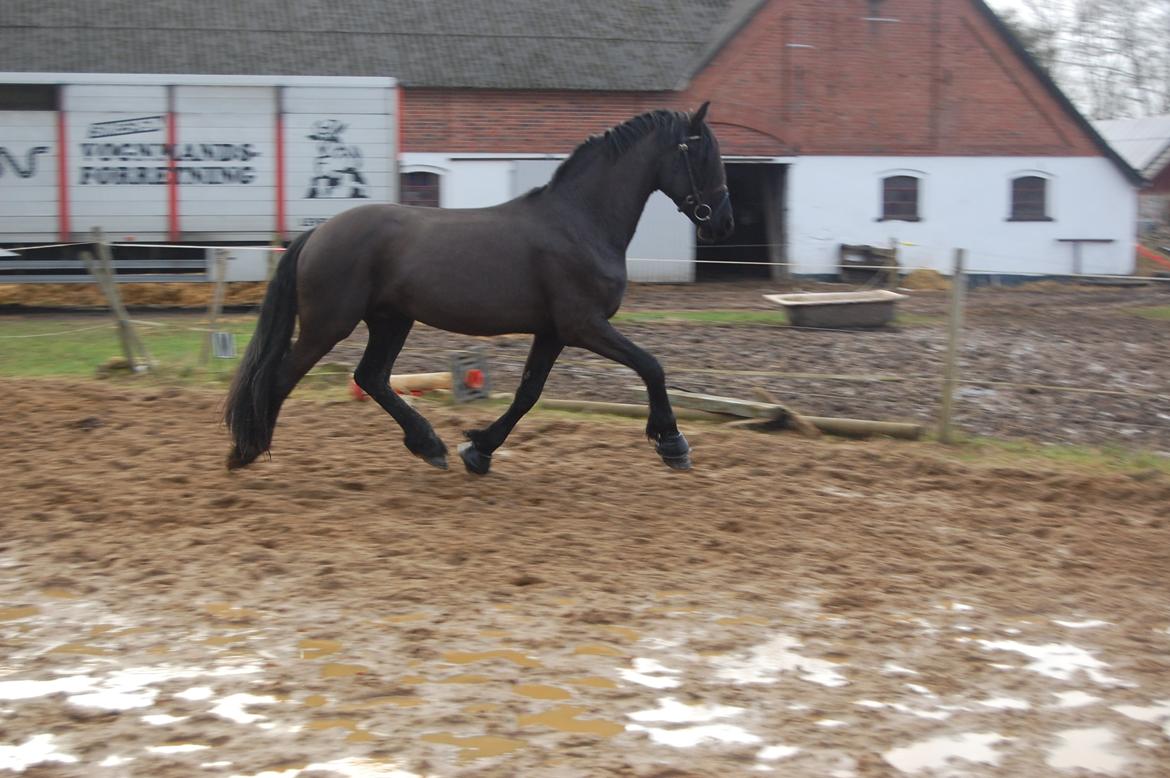 Frieser harmen billede 10