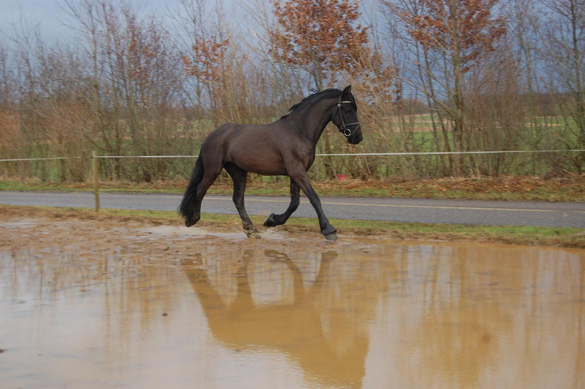 Frieser harmen billede 12