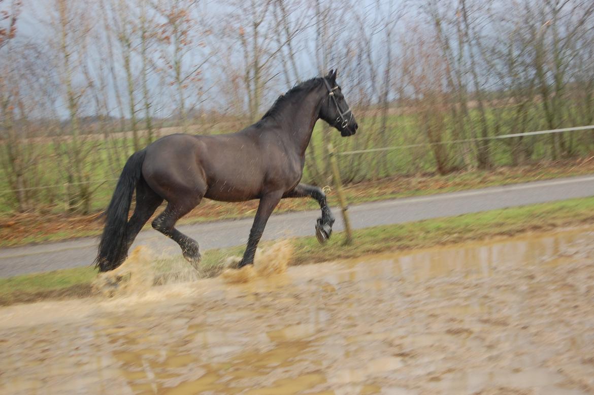 Frieser harmen billede 13