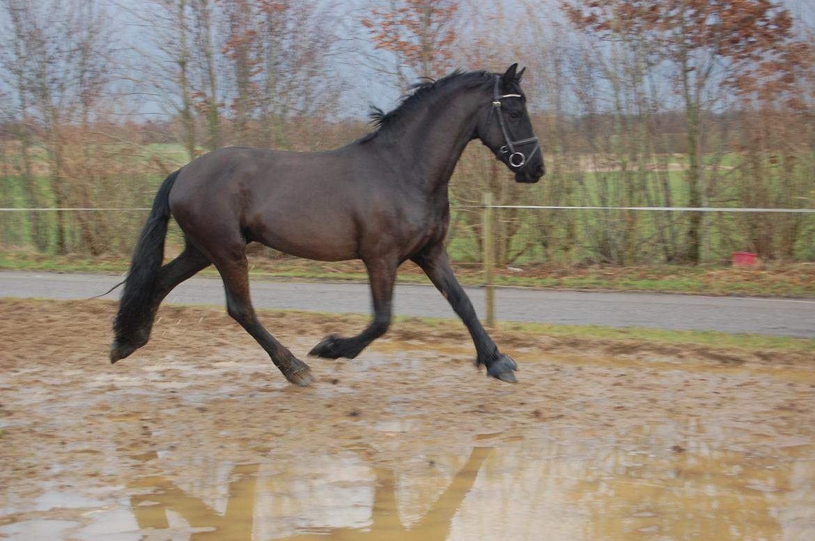 Frieser harmen billede 15