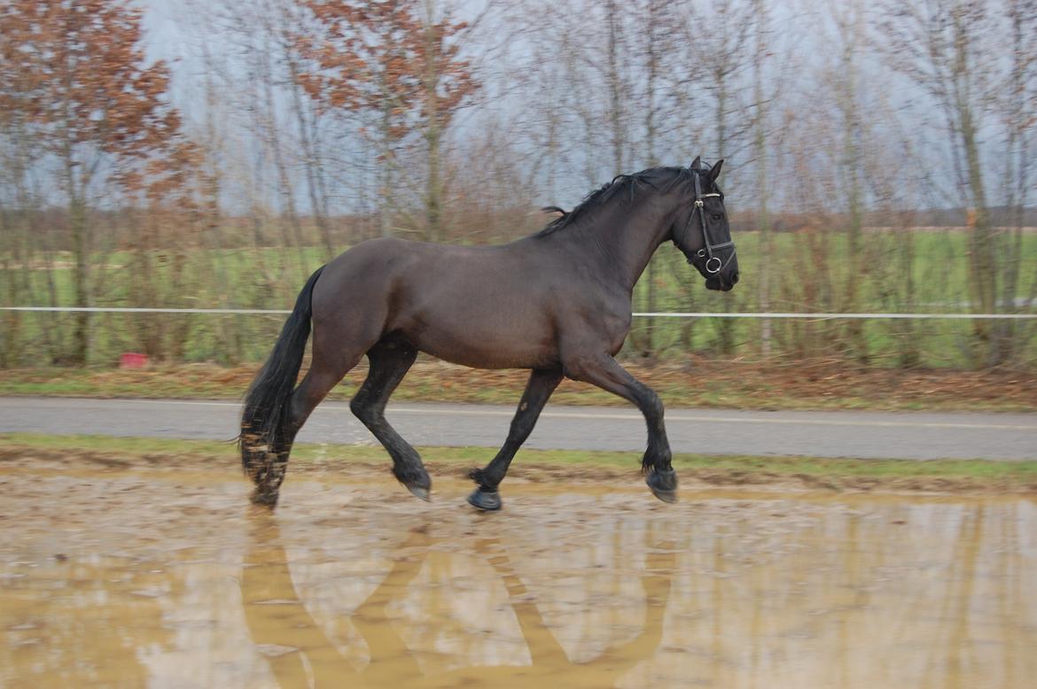 Frieser harmen billede 16