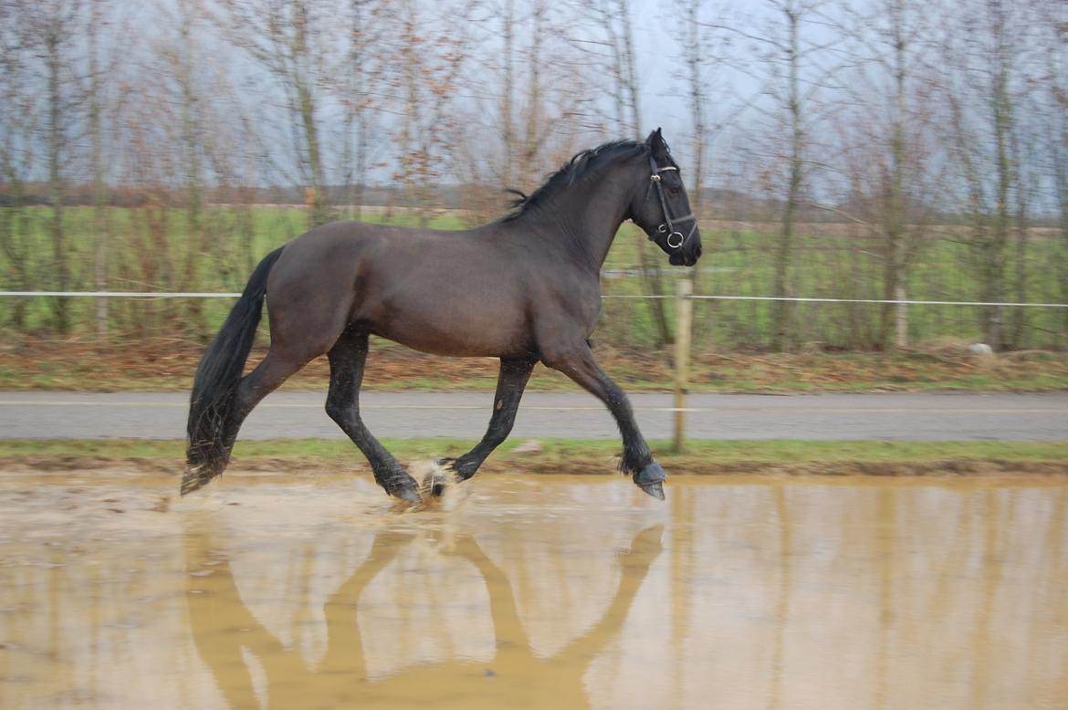 Frieser harmen billede 17