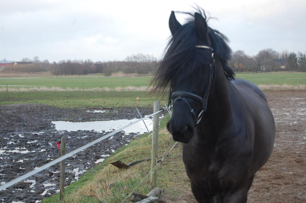 Frieser harmen billede 18