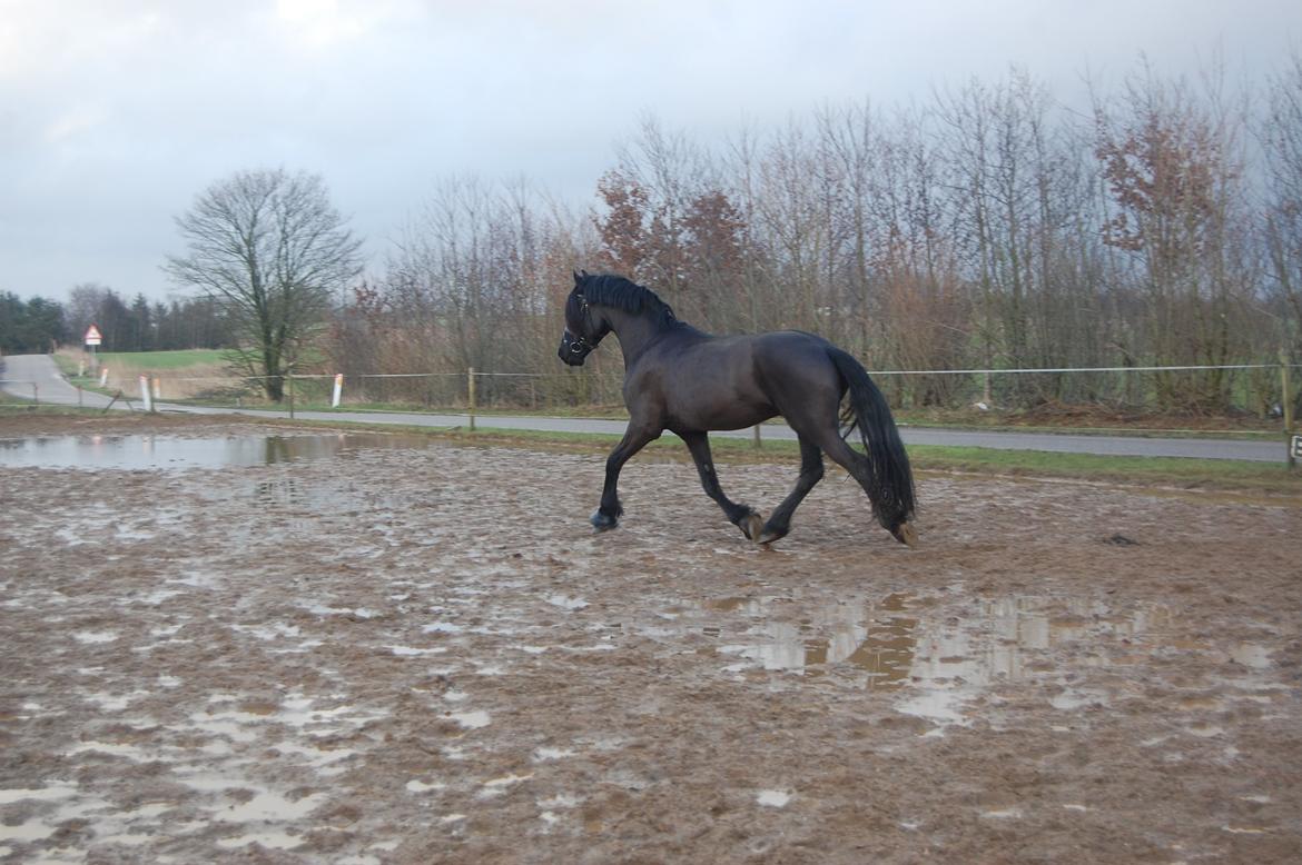 Frieser harmen billede 19