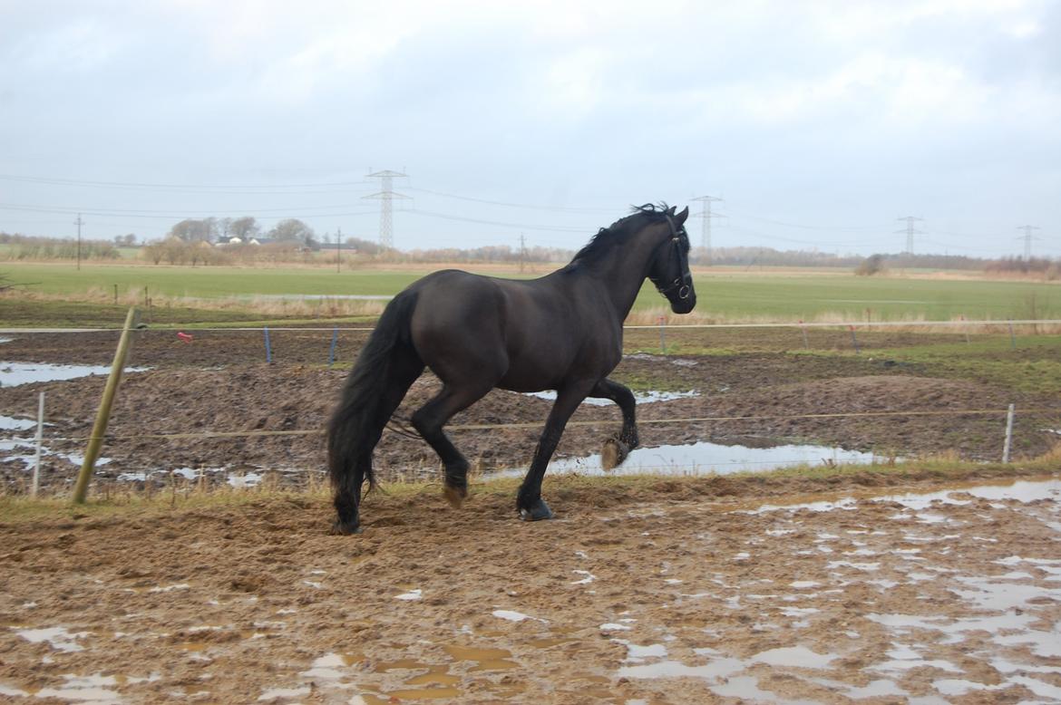 Frieser harmen billede 11