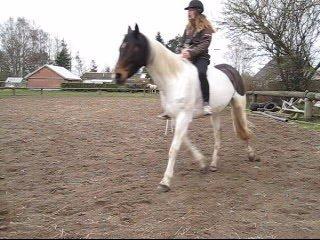 Pinto Gaasdal's Dushess *dysse* My everything - Ridning uden udstyr 19-03-14 billede 3