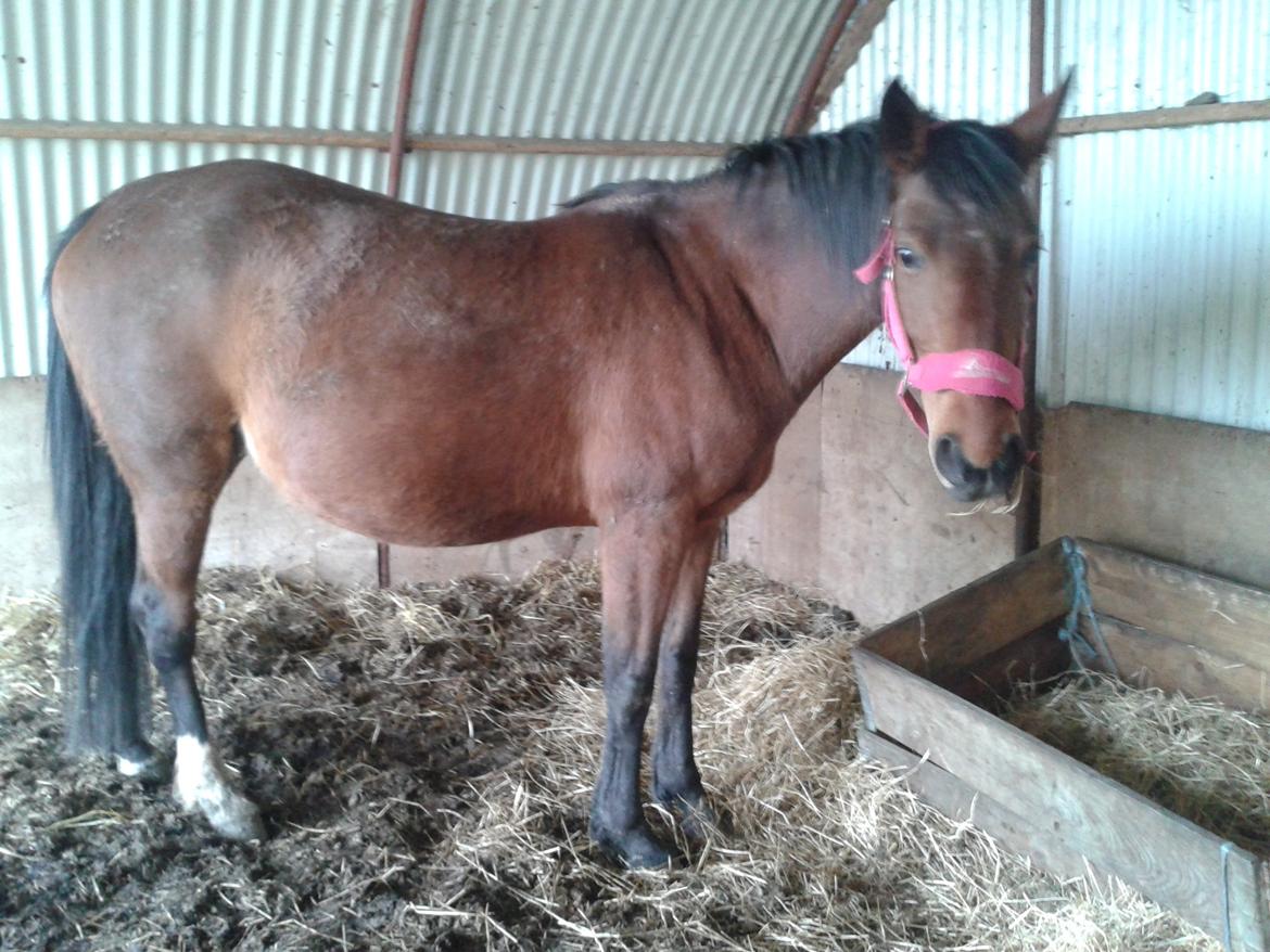 Welsh Partbred (Sec F) Aimi  billede 20