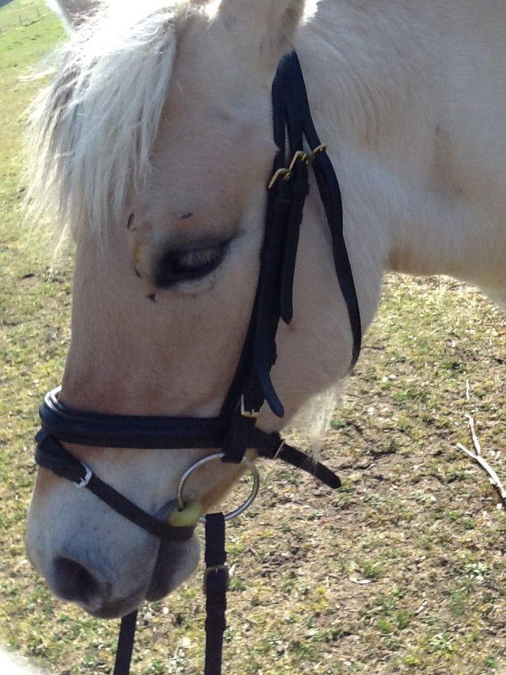 Fjordhest Lotte<3  billede 10