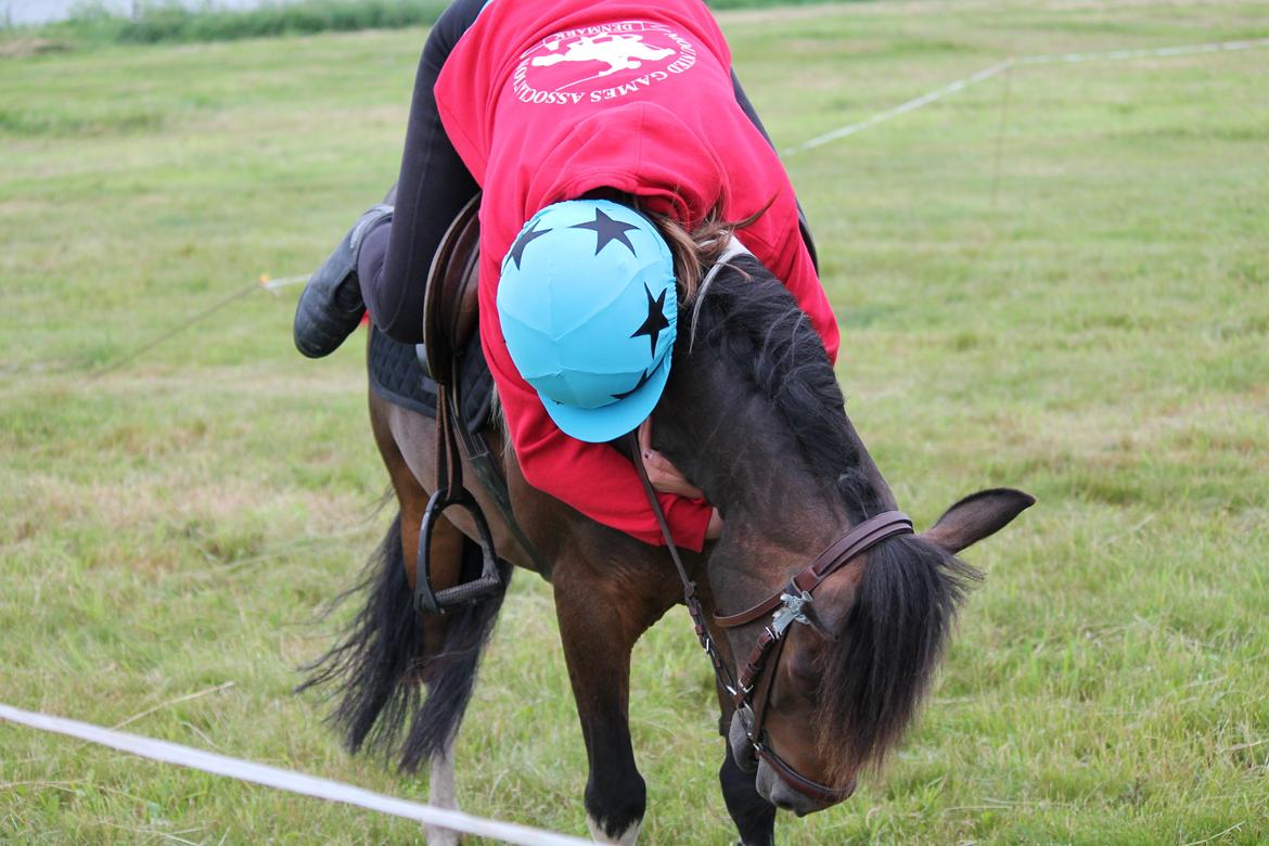 Pinto Foxy billede 1