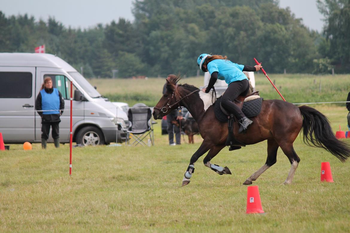 Pinto Foxy billede 13