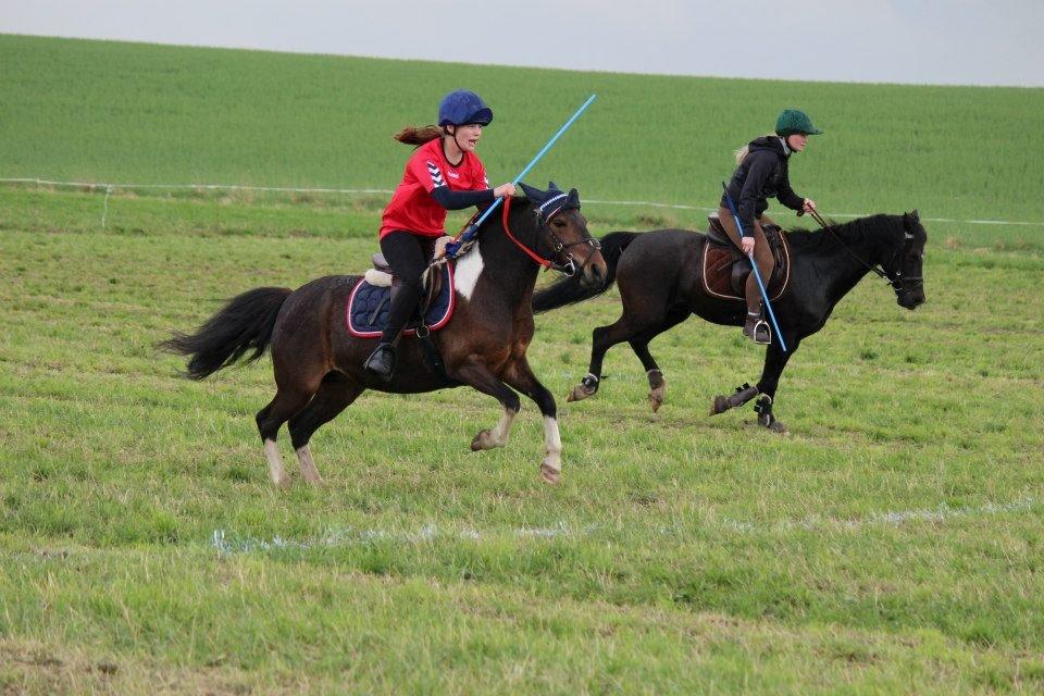 Pinto Foxy billede 9