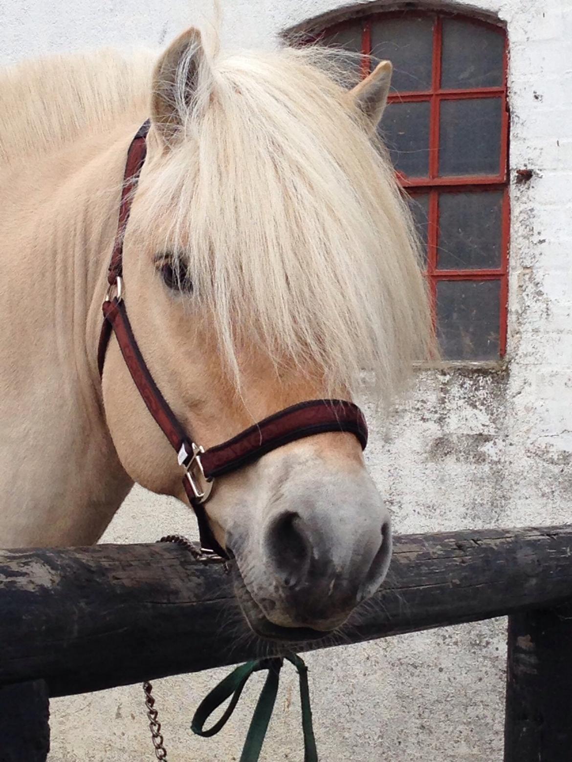 Fjordhest Højgaards Bacardi *RIP* billede 19