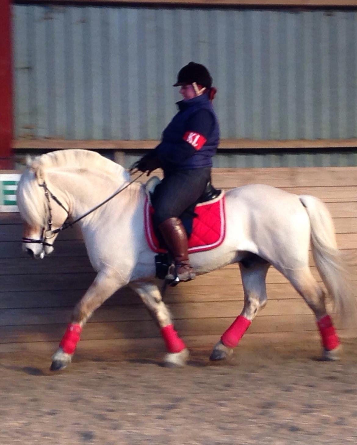 Fjordhest Højgaards Bacardi *RIP* billede 20