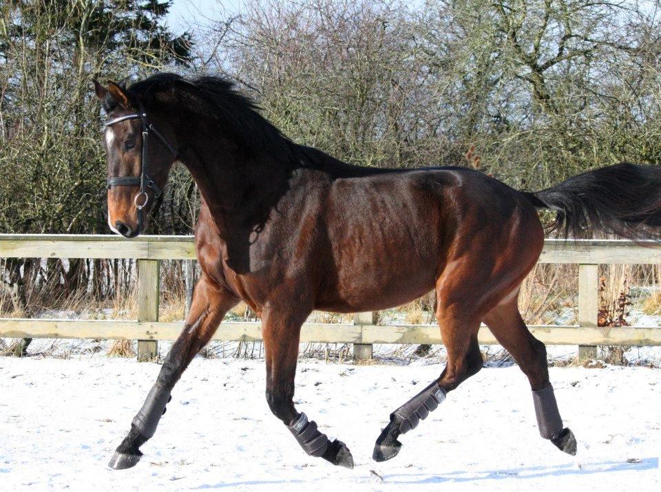 Dansk Varmblod Søkjær's spirit  R.I.P billede 9