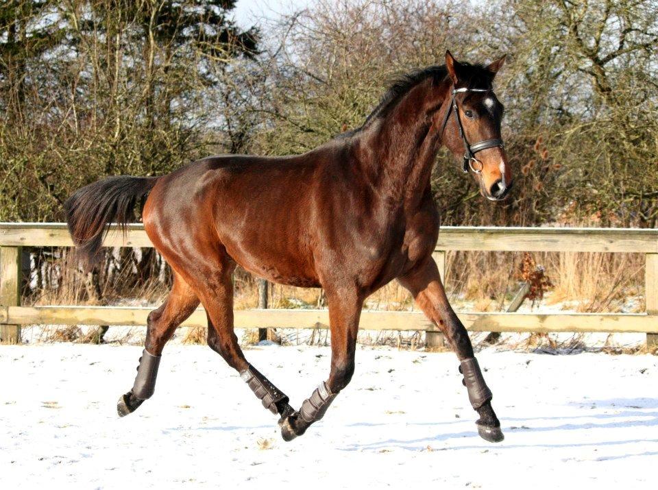 Dansk Varmblod Søkjær's spirit  R.I.P billede 10