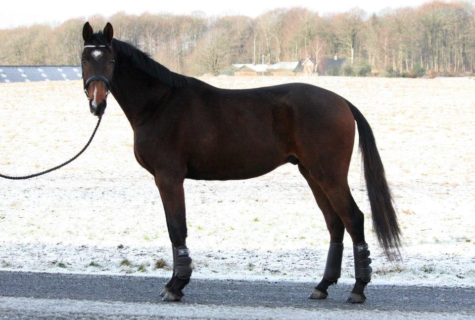 Dansk Varmblod Søkjær's spirit  R.I.P billede 12