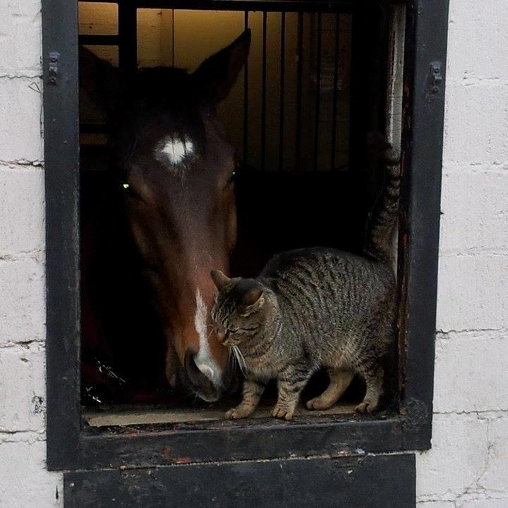 Dansk Varmblod Søkjær's spirit  R.I.P billede 14