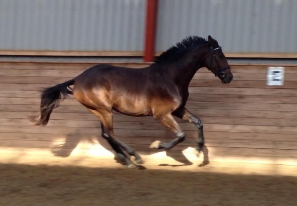 Dansk Varmblod Søkjær's spirit  R.I.P billede 11