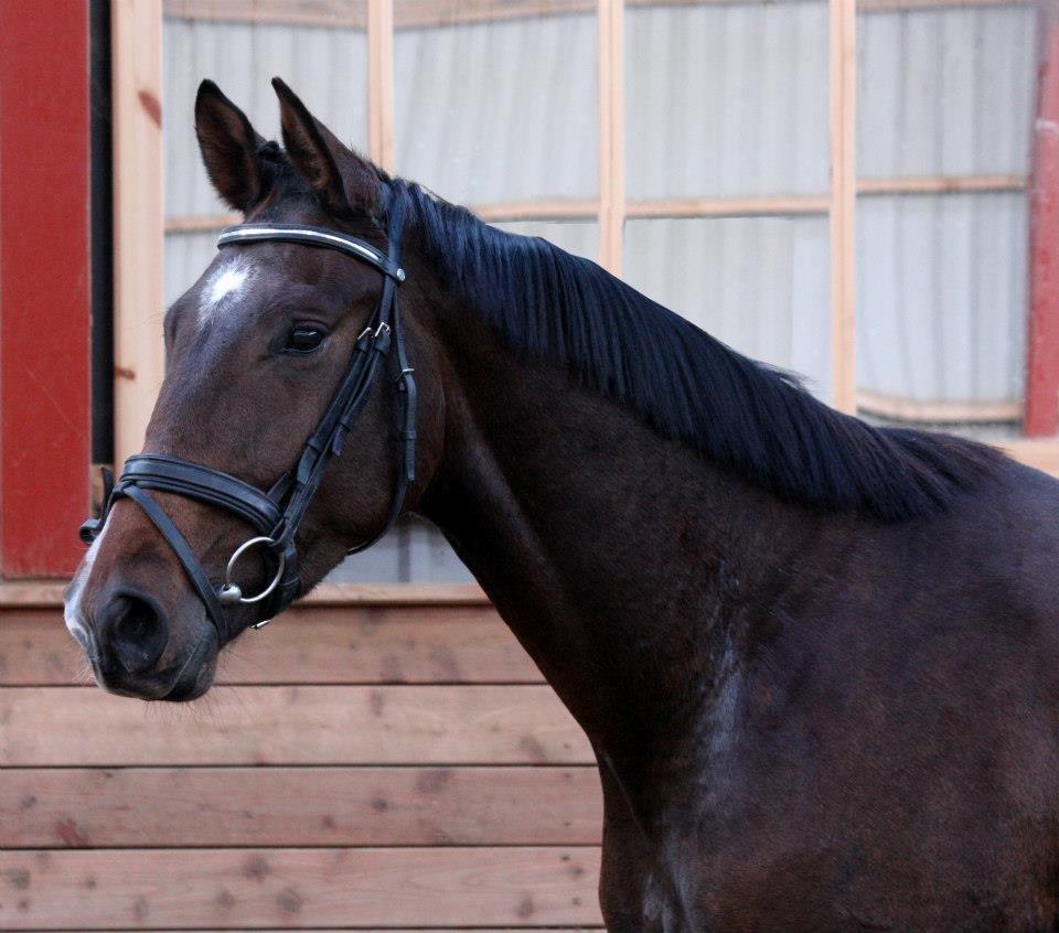 Dansk Varmblod Søkjær's spirit  R.I.P billede 13