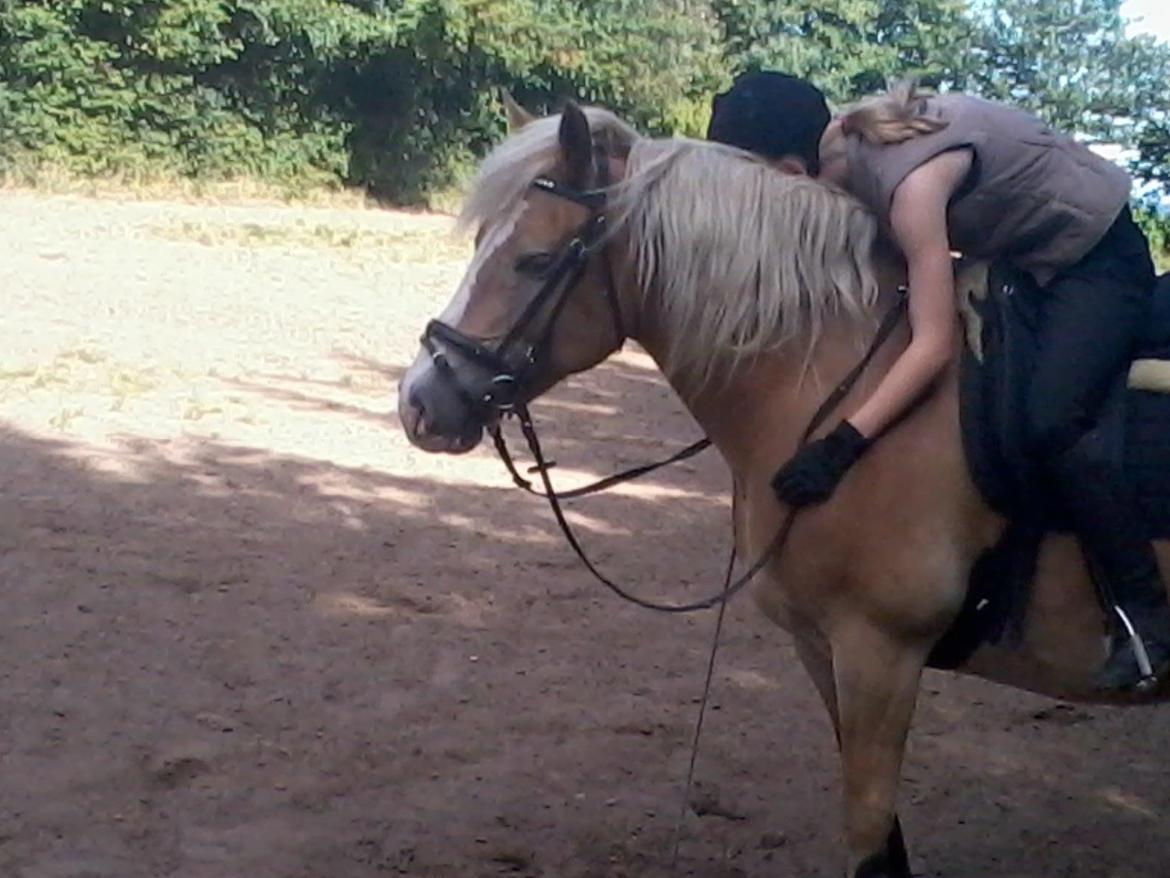 Haflinger Alexandra billede 6
