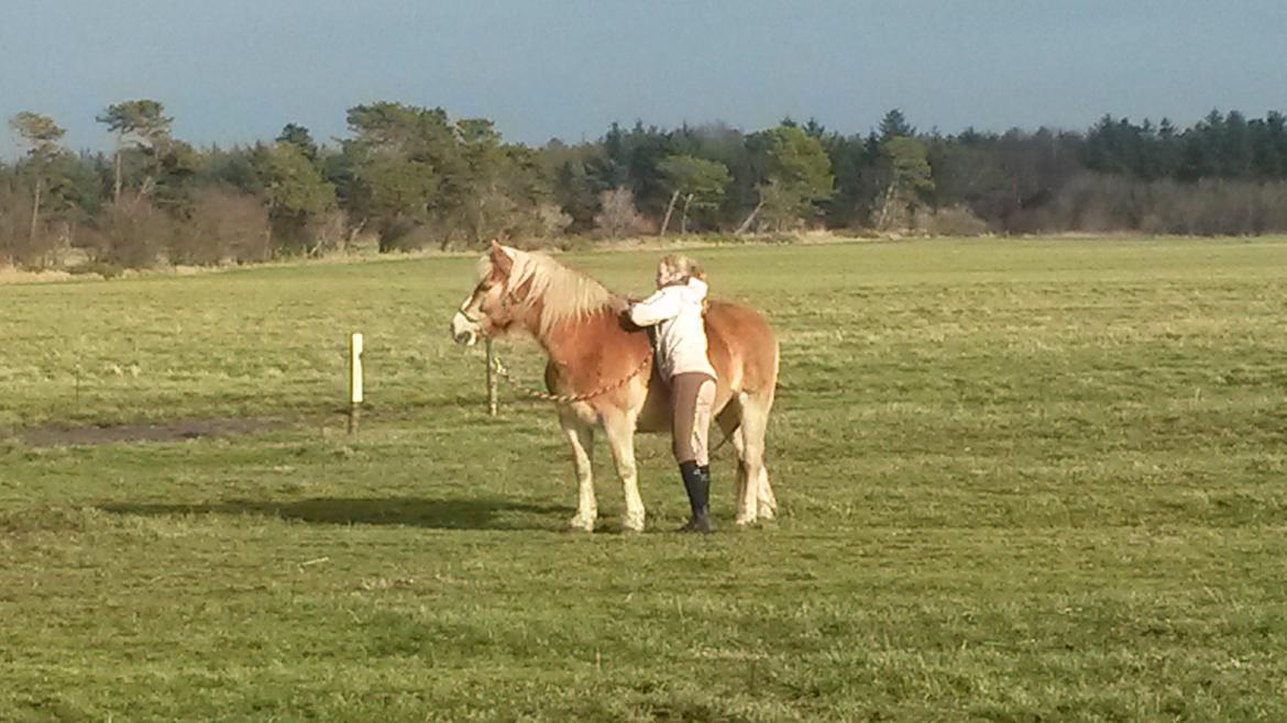 Haflinger Alexandra billede 11