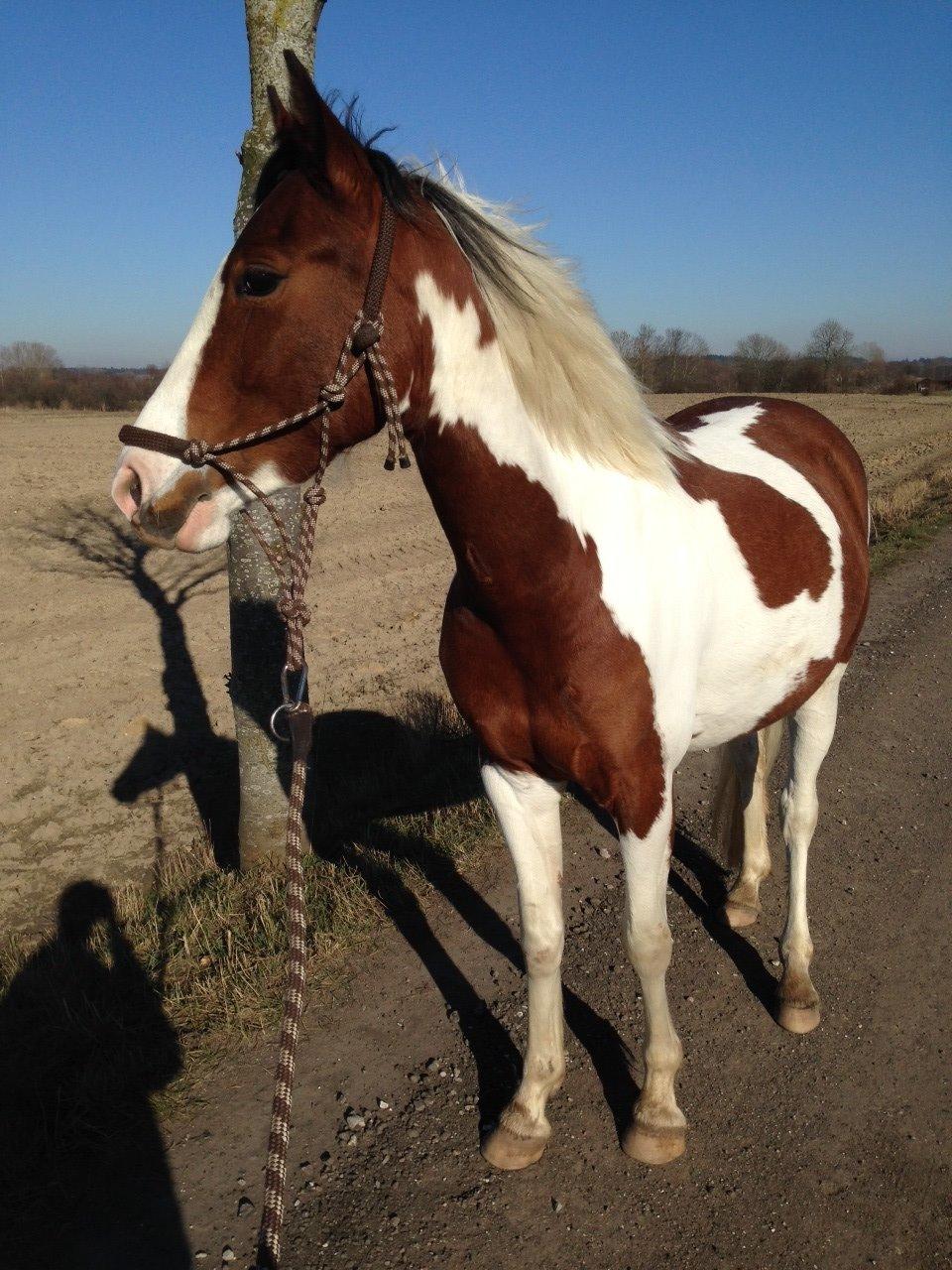 Pinto Malibu Passion billede 29