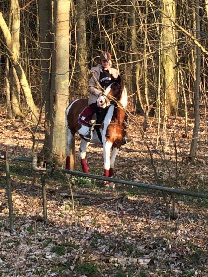 Pinto Malibu Passion billede 30