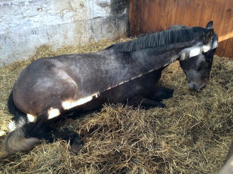 Dansk Varmblod Vidtskue's Cash billede 13