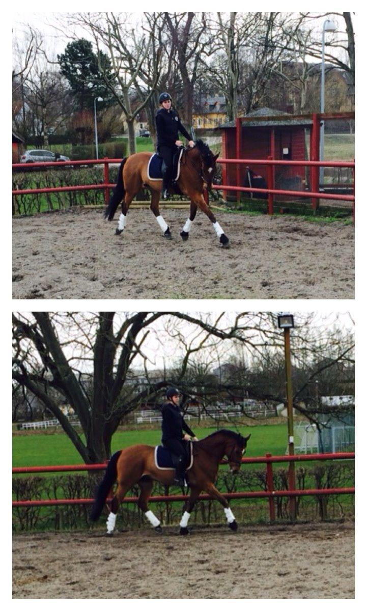 Dansk Varmblod RTS - Contreau billede 12