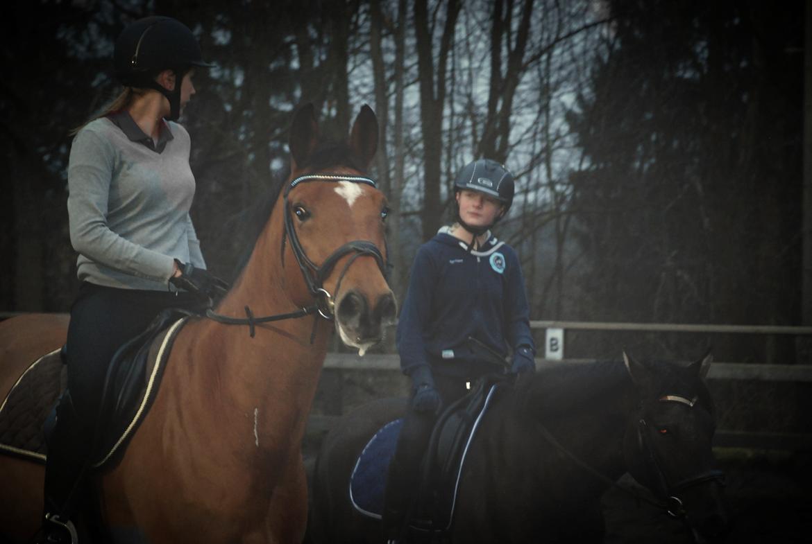 Dansk Varmblod RTS - Contreau billede 11