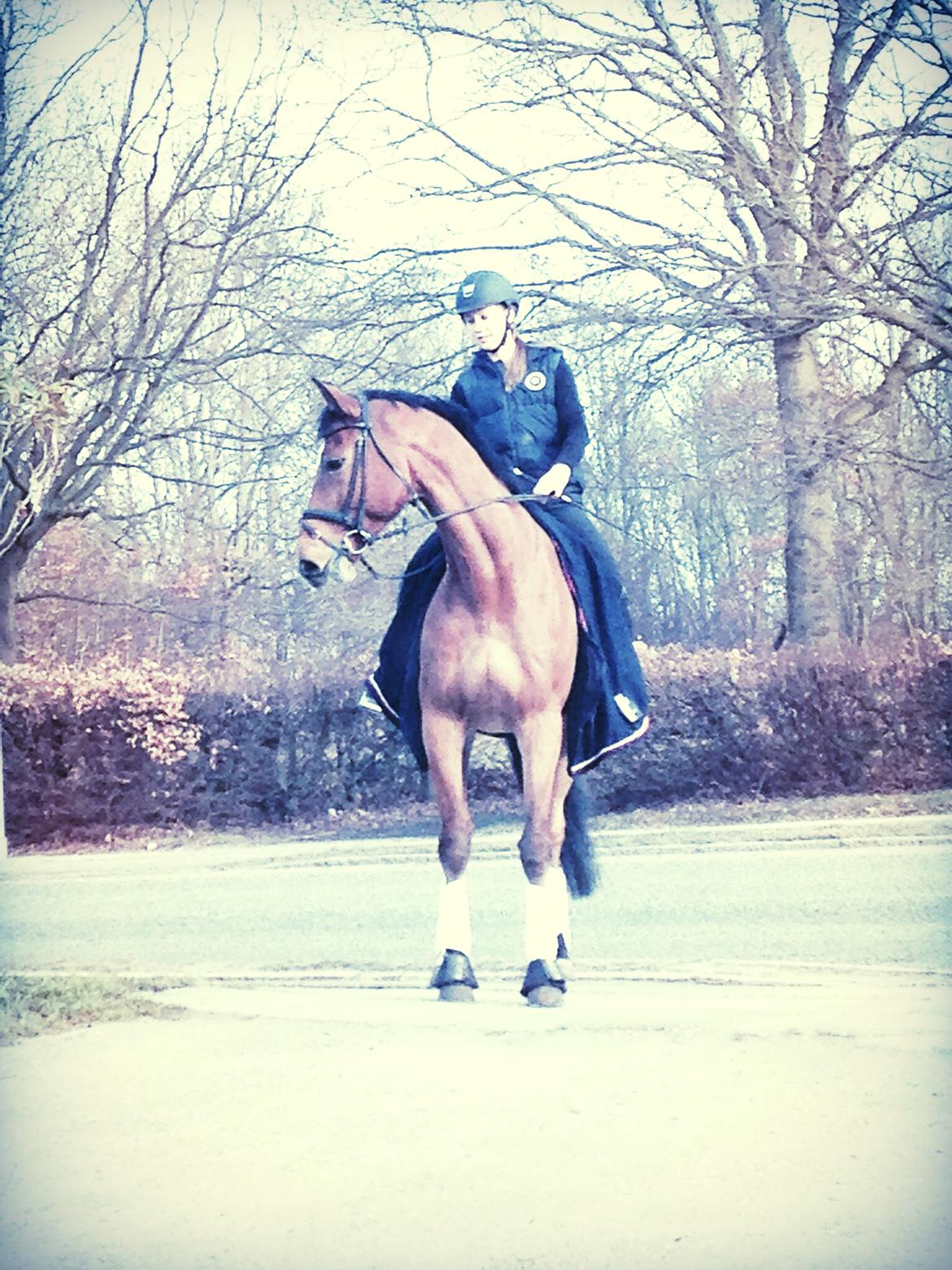 Dansk Varmblod RTS - Contreau billede 2