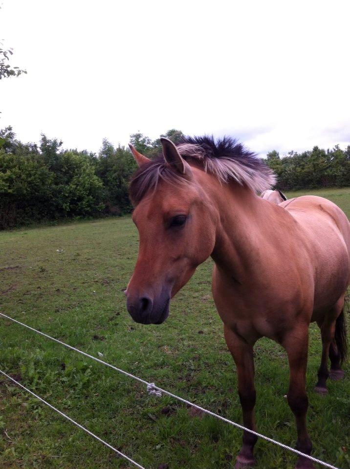 Anden særlig race Malou - Velkomen til Malou's profil. Skriv gerne en kommentar. billede 1