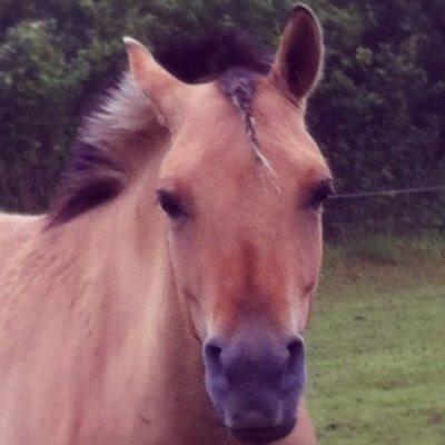 Anden særlig race Malou - Man laver en fletning.. så stikker hun af. billede 4