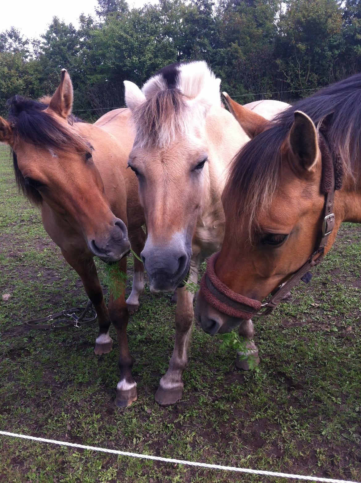 Anden særlig race Malou - Vi kan da også bare alle sammen spise Mille gulerod! billede 5