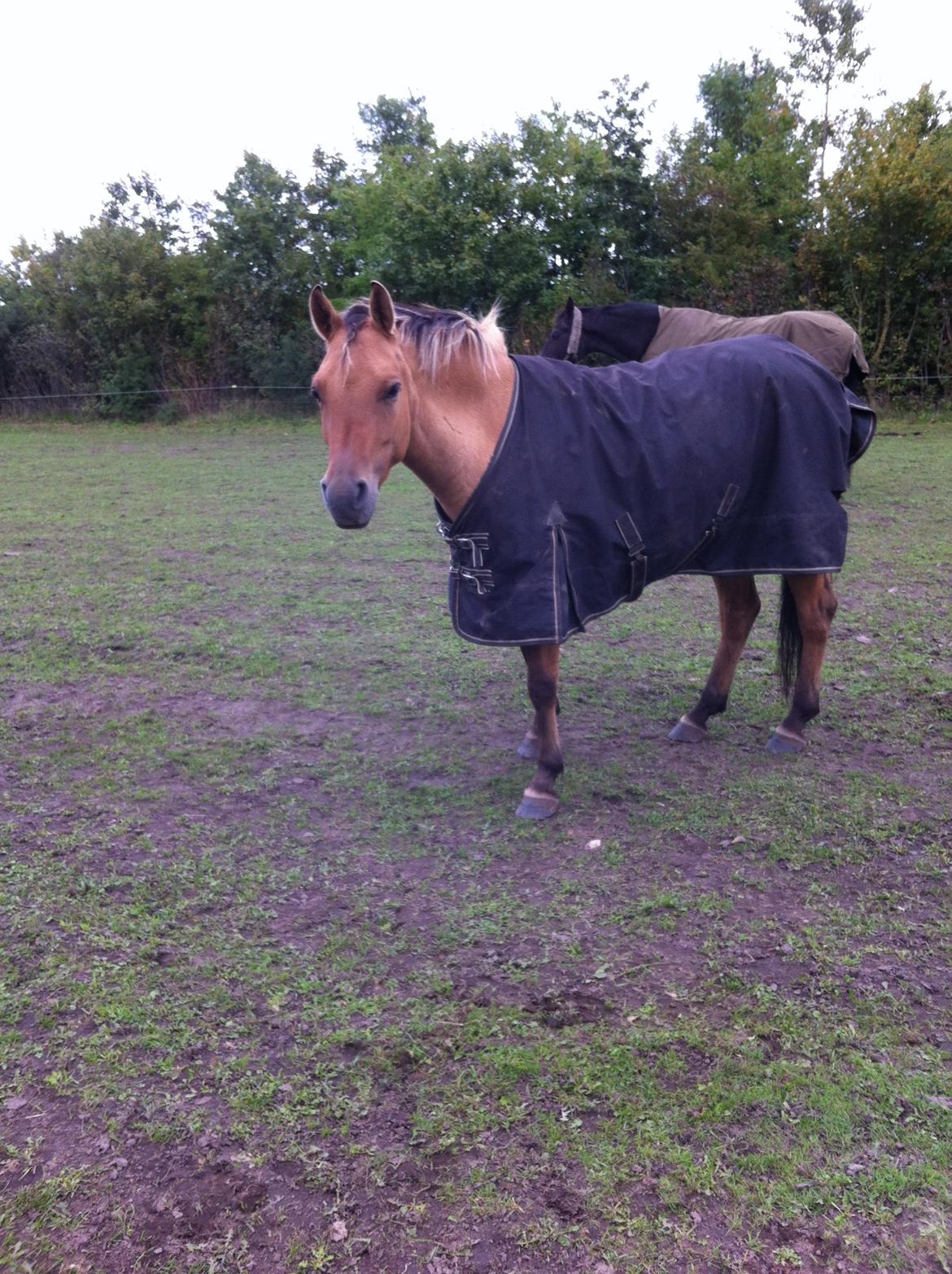 Anden særlig race Malou - Første gang med dækken. billede 6