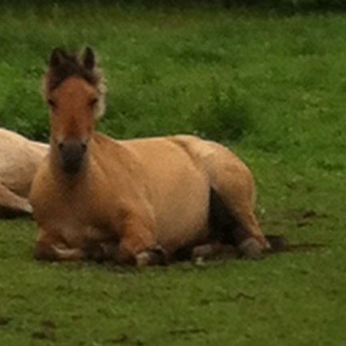 Anden særlig race Malou - Når man kommer hjem fra skole.... finder man hende sådan her. billede 7