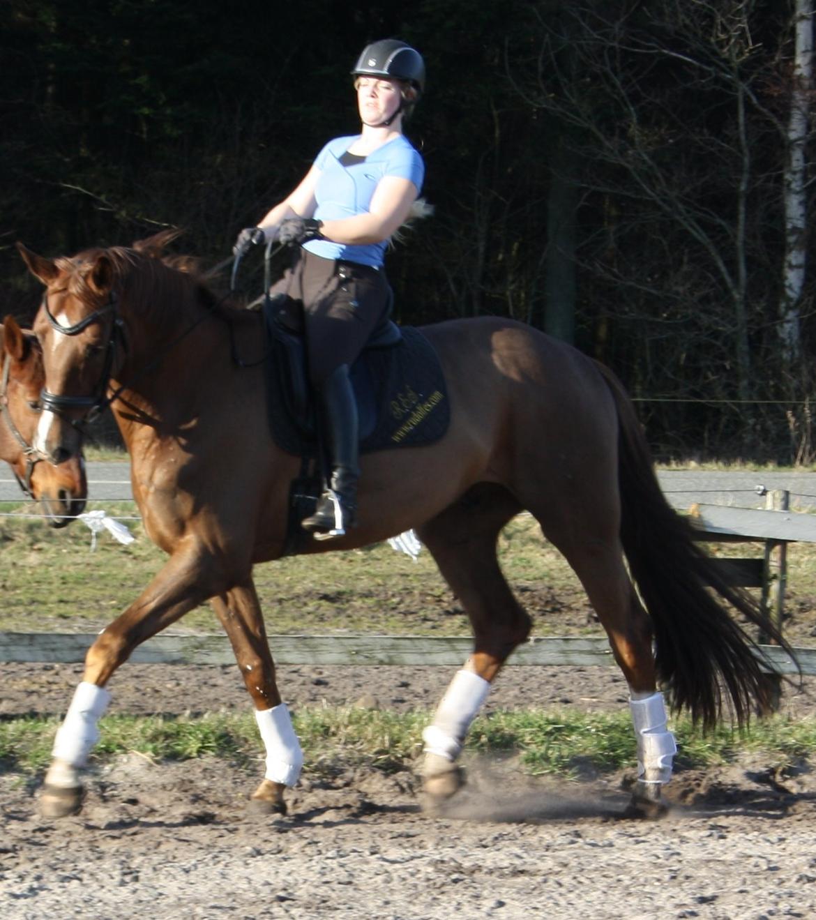 Tysk Oldenburger Gørklintgårds don sorran - Marts 2014 billede 16