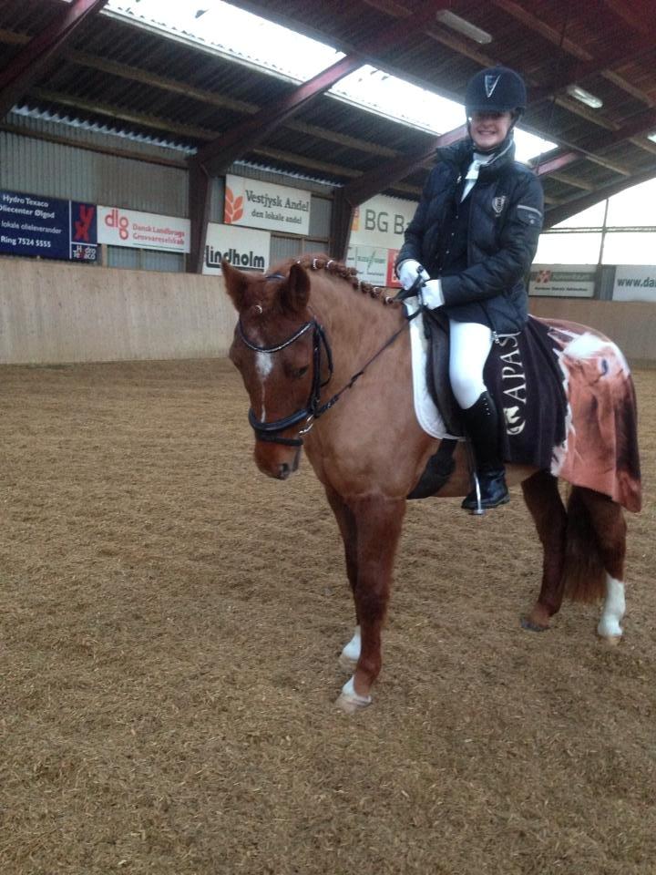 Anden særlig race Cody. billede 11