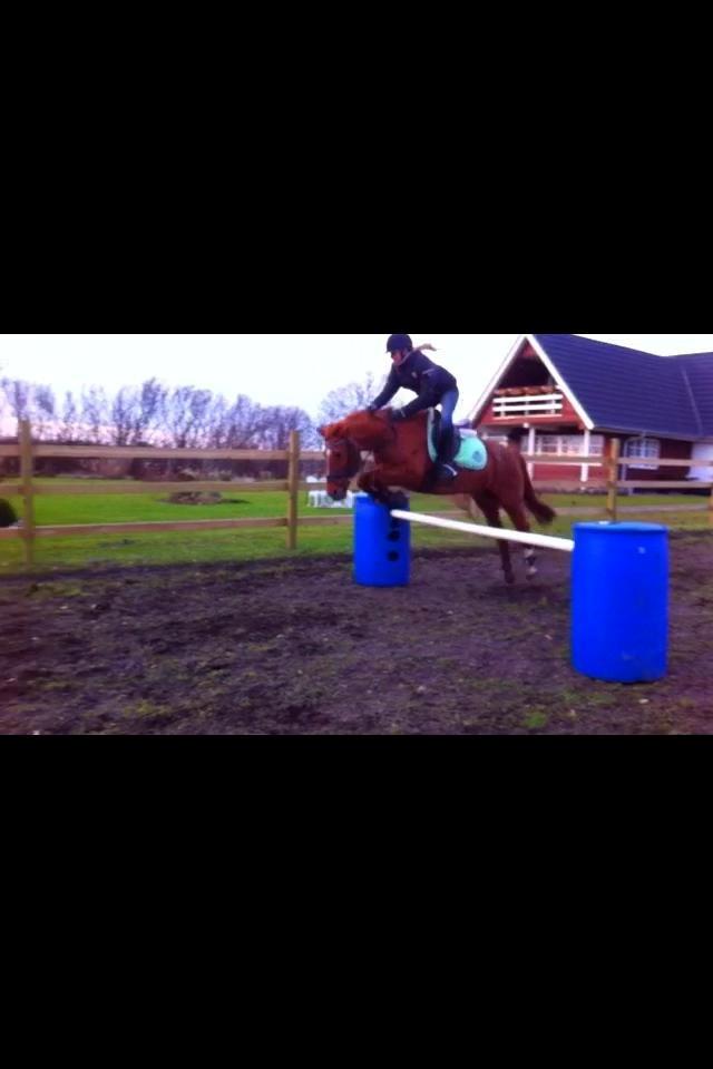 Anden særlig race Cody. billede 14