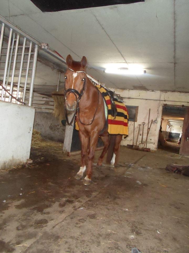 Anden særlig race Cody. billede 17