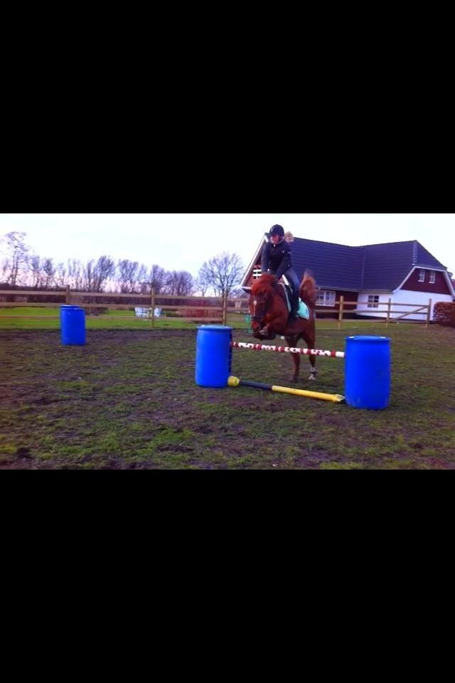 Anden særlig race Cody. billede 15