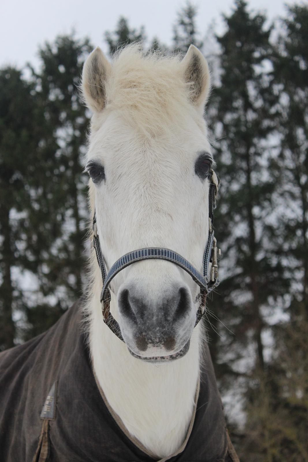 Welsh Pony (sec B) *Lille Hvid <3 R.I.P - Da jeg var oppe ved ham igen. <3 billede 13