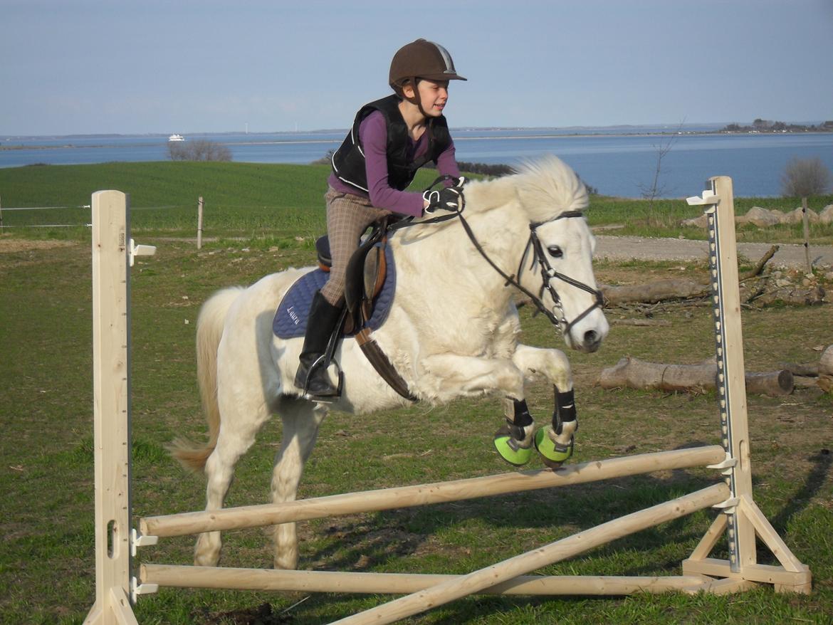 Welsh Pony (sec B) *Lille Hvid <3 R.I.P - Gammelt. Fra 2011 billede 3