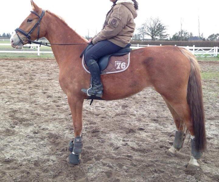 Frederiksborg Egevang's C'lea  billede 7