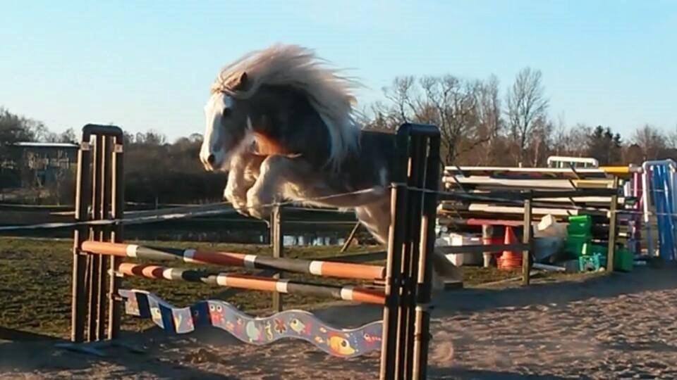 Irish Cob Frilenis Lux billede 6