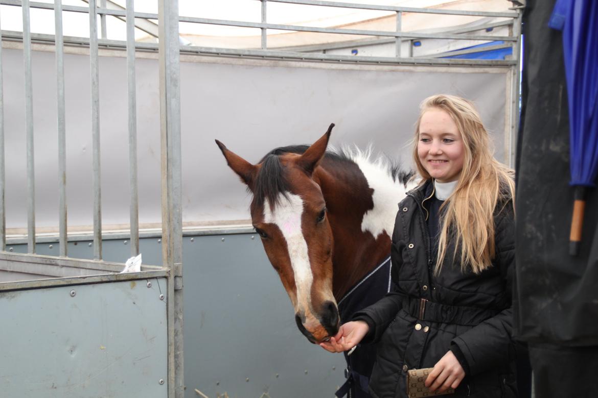 Hollandsk Sportspony Amezing Amira Distriktsmester 2013 - Amira i hendes stævneboks på Morsø! lækre pony! billede 20
