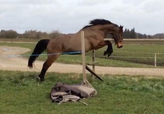 Dansk Varmblod Domingo F - Første gang han løsspringer, 92 cm billede 19
