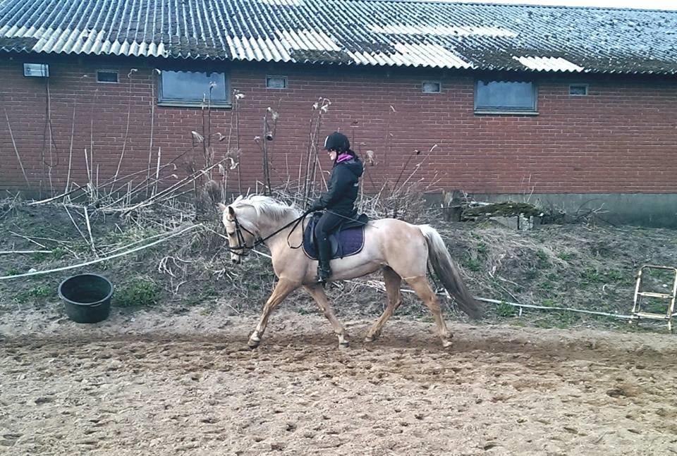 Anden særlig race Fenja billede 3