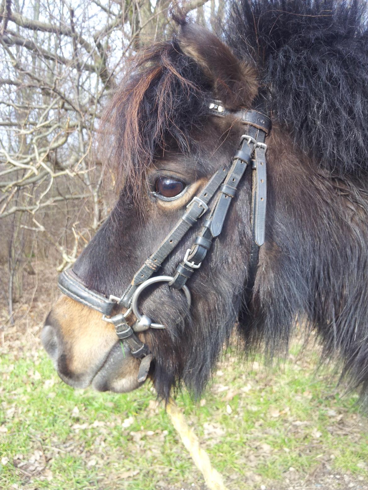 Shetlænder Sir Lancelot - Mig og lance var ude på en dejlig tur! ;) :-* billede 11